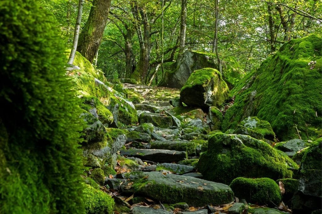 Conexão com a natureza através do Trekking